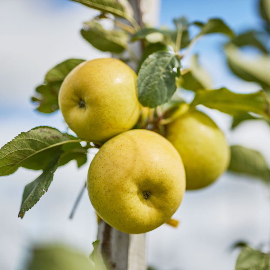 Obsthof-Moje_neue-Sorte-Pia41